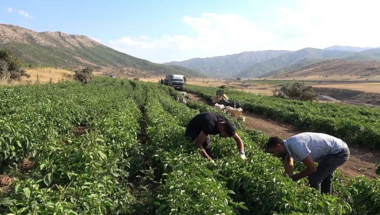 150 dönüm üzerine kurdukları tarladan bölgeye meyve ve sebze gönderiyorlar