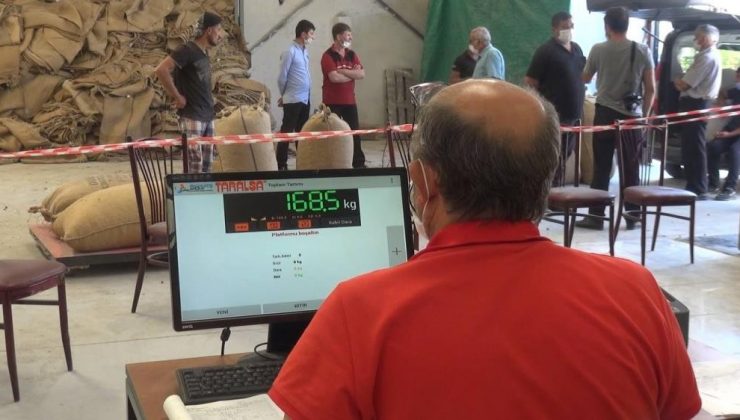 2021 yılı fındık alımları 1 Eylül’de başlıyor