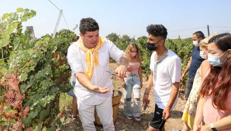 5 ülkeden 21 genç, Başkan Kılıç ile beraber Buca’da üzüm hasat etti