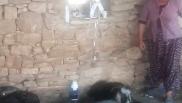 Keçi, kurtarıldıktan sonra litrelerce suyu kana kana içti