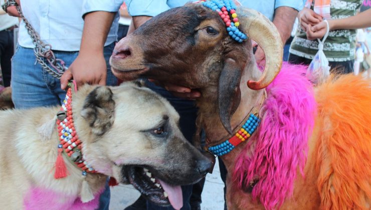 8 asırlık geleneği yaşatacak koyunlar, çoban köpekleri eşliğinde kentin göbeğinde yürüdü