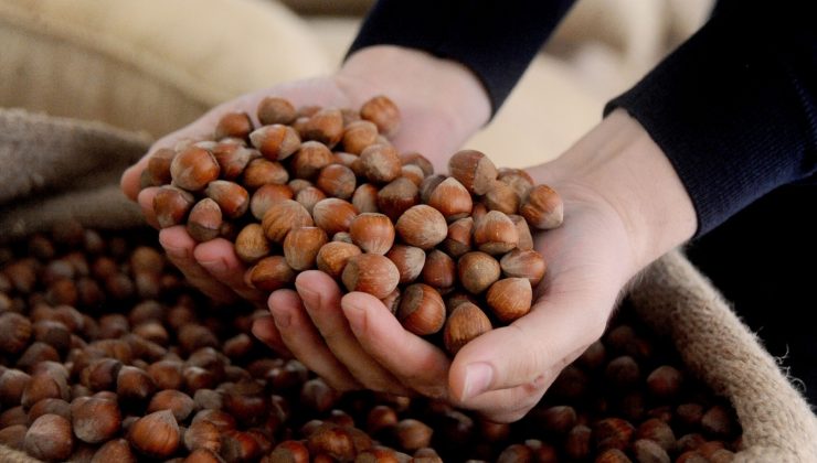 AB ülkelerine 357 ton 930 kilo fındık ihraç edildi