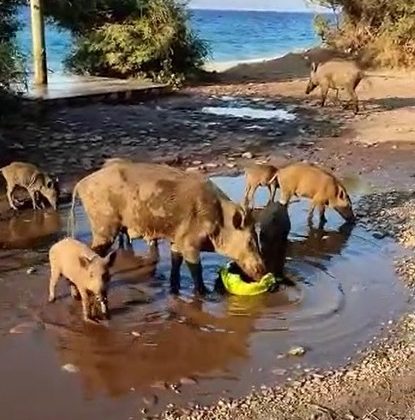 Aç kalan domuzlar sahile indi