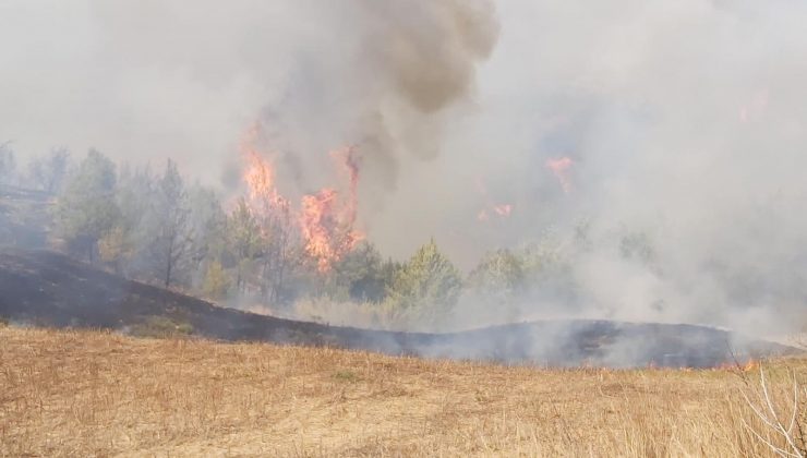 Adana’da anız yangını ormana sıçradı