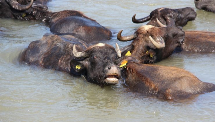 Afrika belgesellerini aratmayan görüntüler