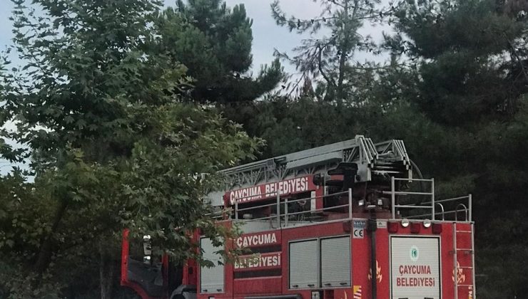 Ağaçta mahsur kalan kediyi itfaiye ekipleri kurtardı