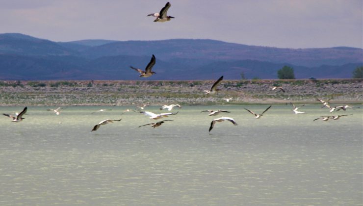 Ak pelikanlar göç hazırlığına kanat çırpıyor