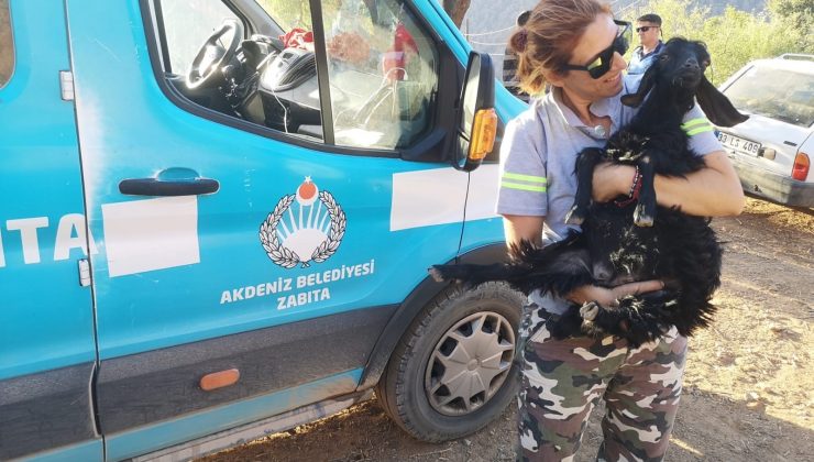 Akdeniz Belediyesi yangından etkilenen hayvanların ihtiyaçlarını karşıladı