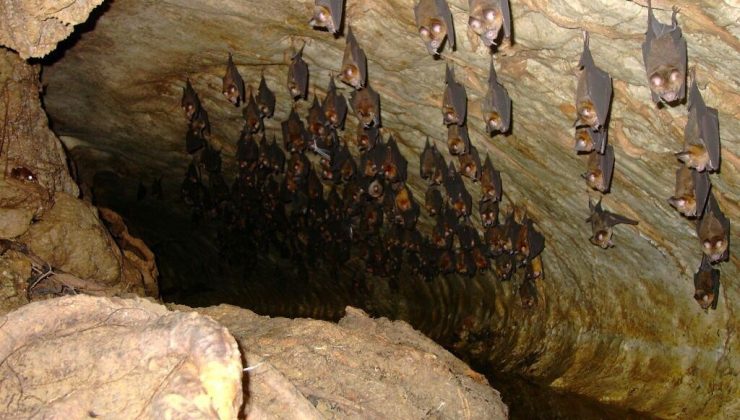 Akdeniz Nalburunlu Yarasasını görmek isteyenler lav tüpü mağarasını ziyaret ediyor