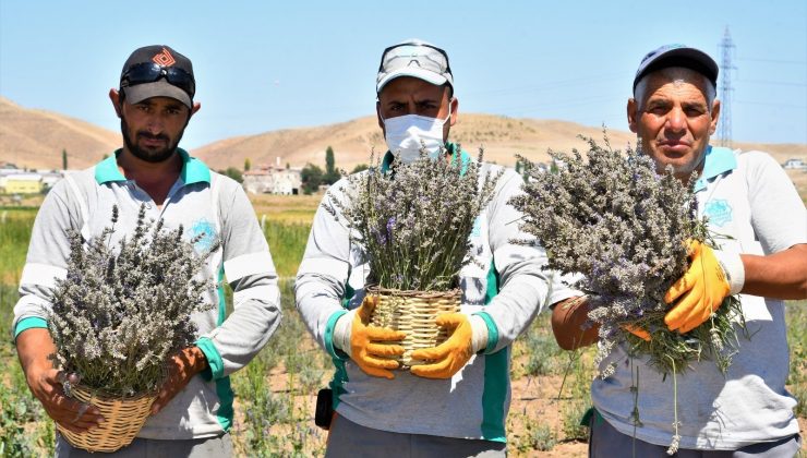 Aksaray Belediyesi lavanta bahçesinde ilk hasadı gerçekleştirdi