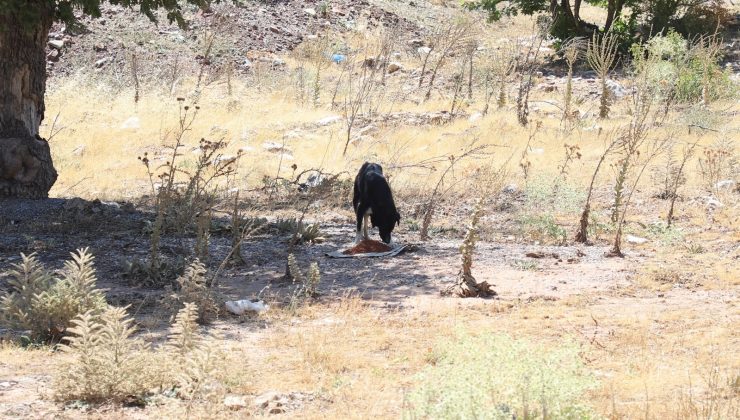 Alanya Belediyesi’nden sokak hayvanları çalışması