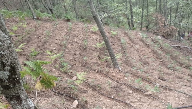 Alaşehir’de bin 211 kök kenevir bitkisi ele geçirildi