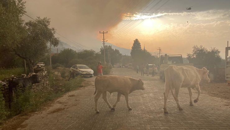 Alevler arasında kalan hayvanların çaresizliği