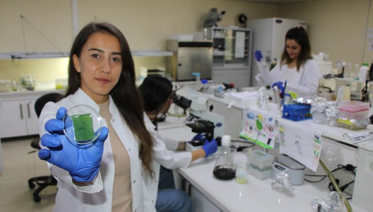 Amasya Üniversitesinden diyabetik yaralara umut olacak çalışma
