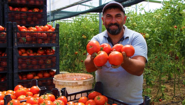 Amasya’da domates, üreticisini sevindirdi