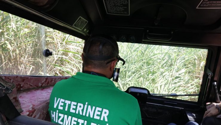 Amfibi araç ile 3 günlük ilaçlama yarım günde yapılıyor