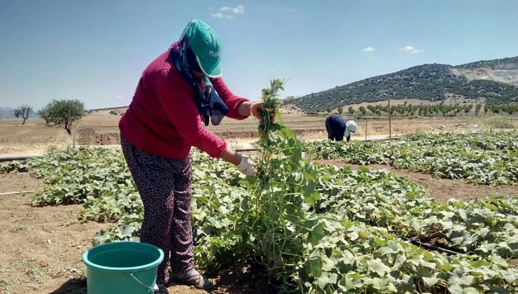 Anasona alternatif, turşuluk salatalık