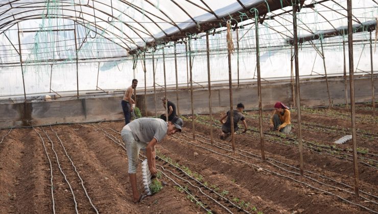 Antalya’da sezonun ilk domates fidanları toprakla buluştu