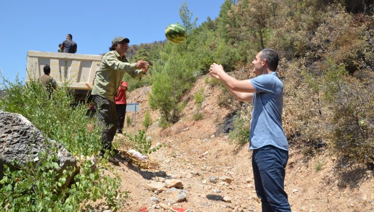 Antalya’da yangından etkilenen yaban hayatı unutulmadı