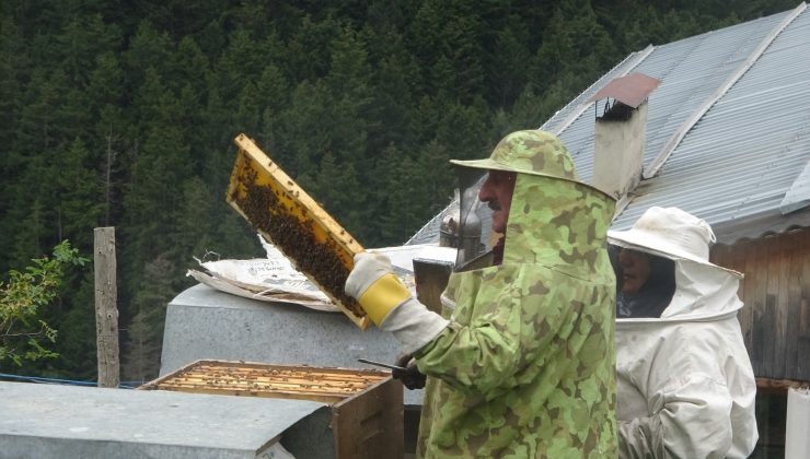 Anzer Balı’nda bal sağımı gerçekleştirildi