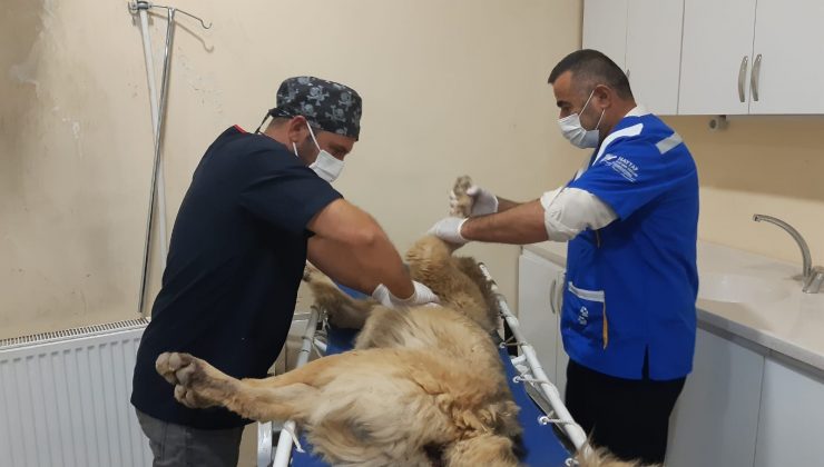 Aracın çarptığı köpek telef oldu