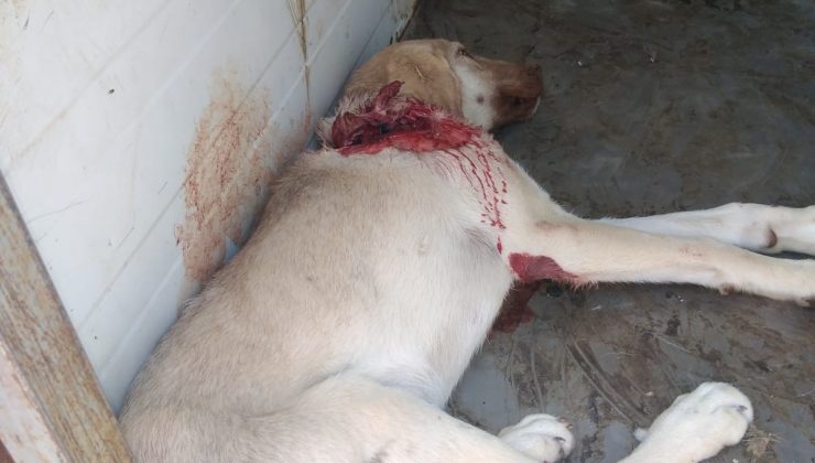 Aracın çarptığı yaralı köpeği Akşehir Belediyesi sahip çıktı