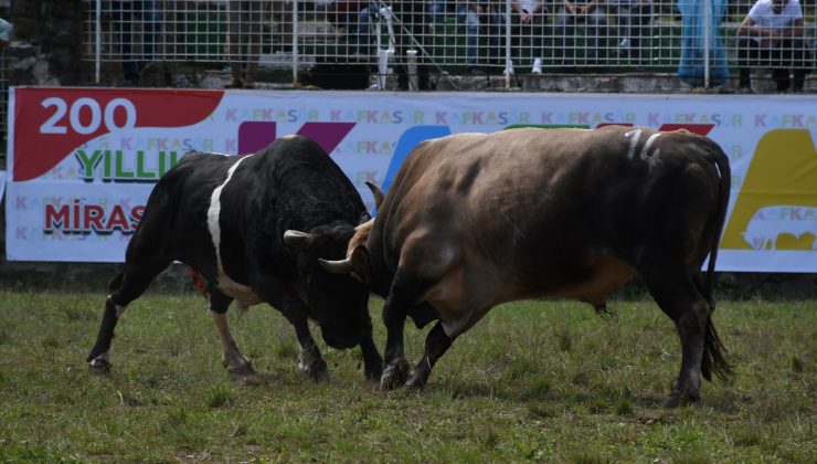 Artvin’de Kafkasör Boğa Güreşleri başladı