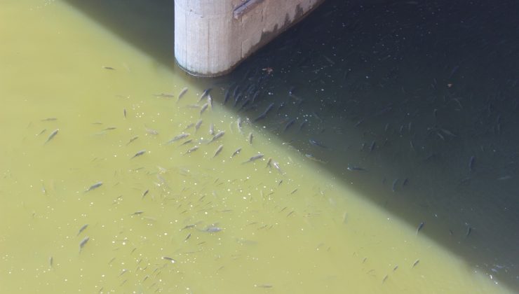 Asi Nehri’nde balık ölümleri