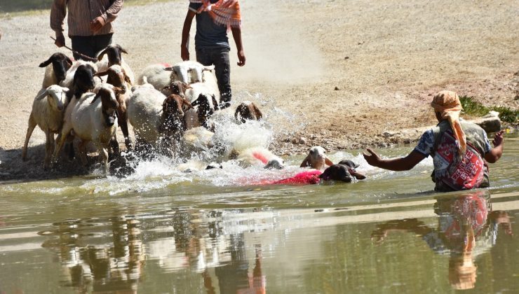 Asırlık gelenek başladı, kınalı koçlar suya atlamak için sıralandı