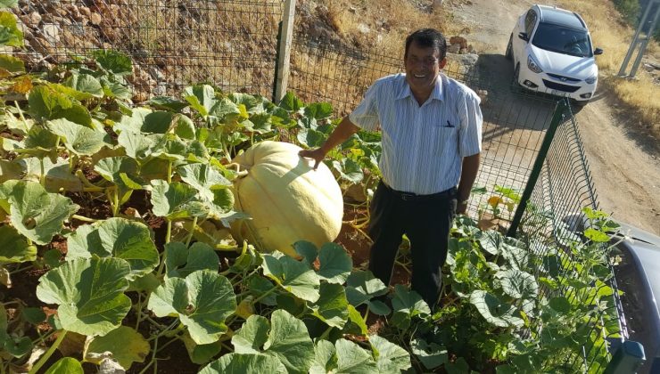 Avrupa’dan getirdiği tohumla 100 kiloluk 265 santimetre çapında kabak yetiştirdi