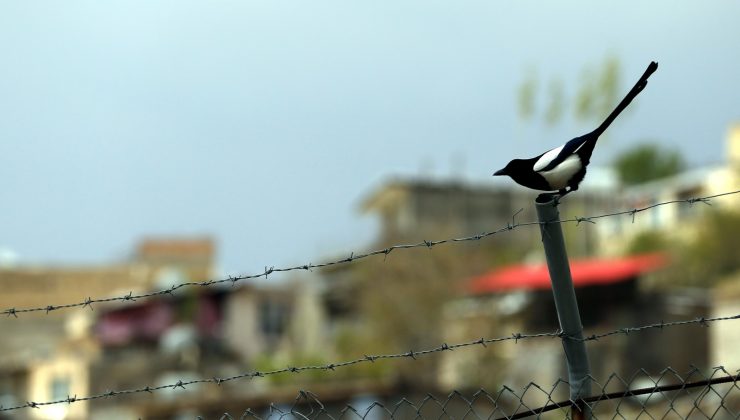Avustralya’da annesinin kucağında saksağan saldırısına uğrayan bebek öldü