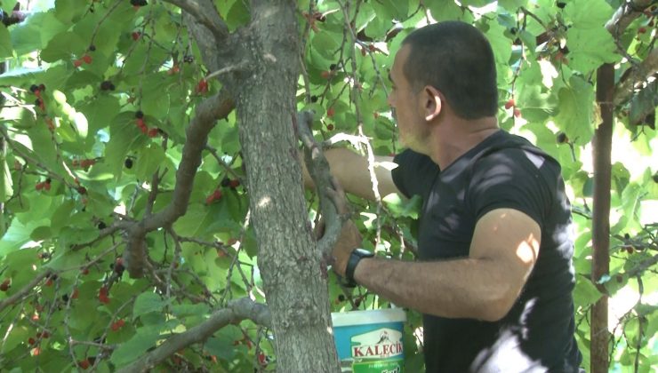 Ayaş’ta asırlık ağaçlardan karadut hasadı