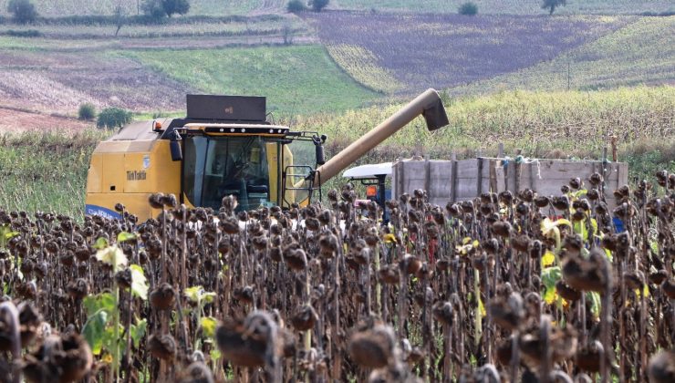 Ayçiçeği hasadı başladı