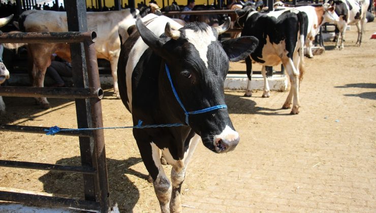 Aydın’da büyükbaş hayvan sayısı arttı