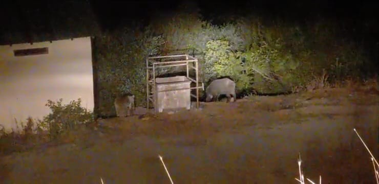 Domuzlar bu mezbahaneyi mesken tuttu