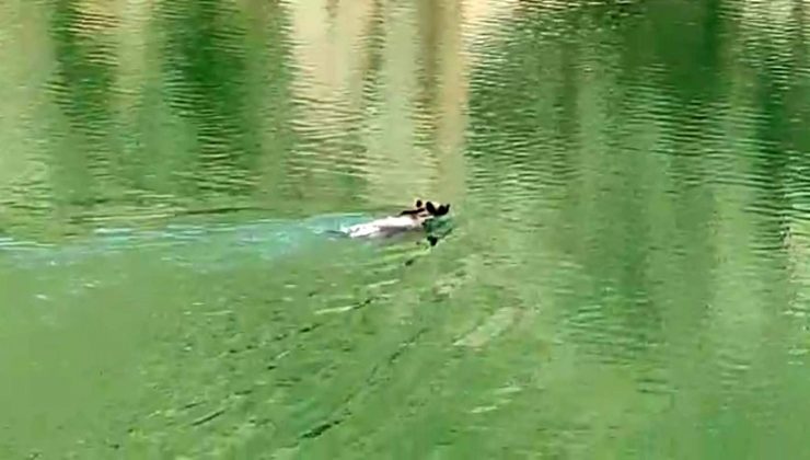 Ayının yüzme keyfi gülümsetti