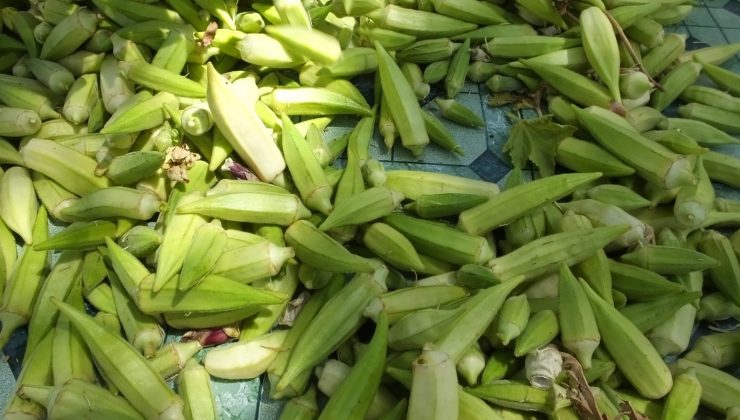 Ayvalık ve Gömeç’te düşen bamya fiyatları üreticiyi üzdü
