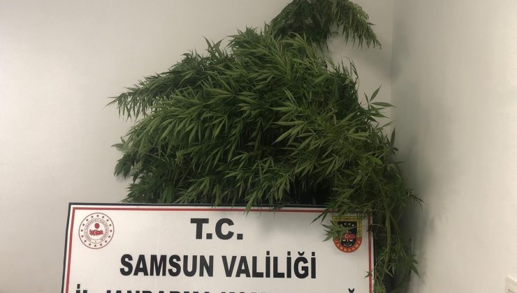 Baba-oğula Hint keneviri gözaltısı