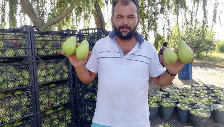 Baba ve oğlunun yetiştirdiği meyvelere yoğun talep