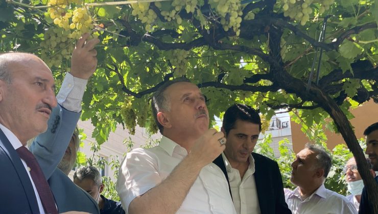 Bağcılar’da bağ bozumu