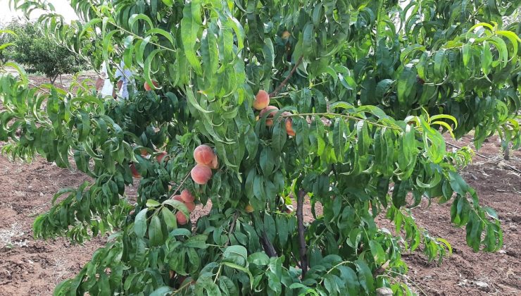 Bağlar’ı özüne kavuşturan doğal görüntüler