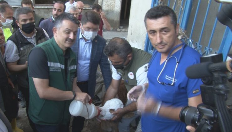 Bakan Pakdemirli, sahibinin selden kurtardığı buzağıyı elleriyle besledi