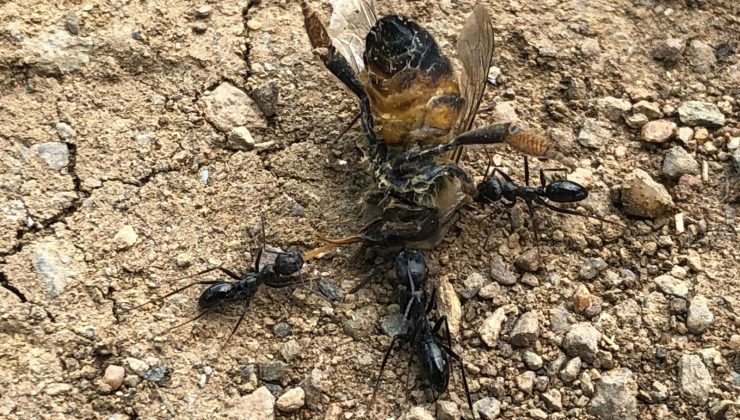 Bal arısı ile 4 karıncanın kavgası kamerada