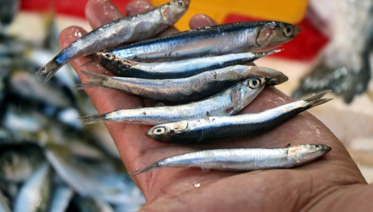 Balıkçıların umudu hamsi, Karadeniz’den kafasını çıkardı