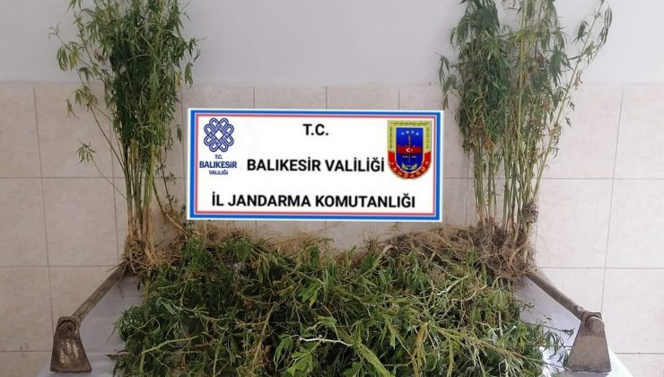 Balıkesir’de 200 kök kenevir bitkisi ele geçirildi