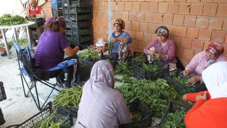 Balıkesir’de şeker otu hasadına başlandı