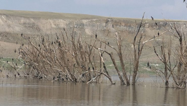 Baraj suyu çekildi, ağaçlar ortaya çıktı