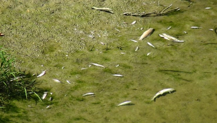 Bartın Irmağında balık ölümleri görüldü