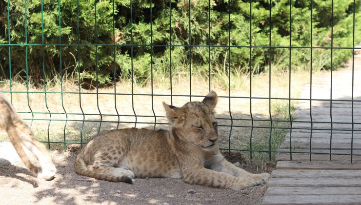Başkentin 9 yavru aslanının isimleri oylama ile belirlenecek