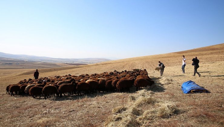 Bayburt’ta küçükbaş hayvan sayısında 1 yılda 5 kata yakın artış sağlandı